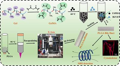 Production and Characterization of an Integrated Multi-Layer 3D Printed PLGA/GelMA Scaffold Aimed for Bile Duct Restoration and Detection